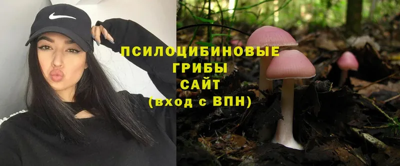 Псилоцибиновые грибы Psilocybe  где найти наркотики  Короча 